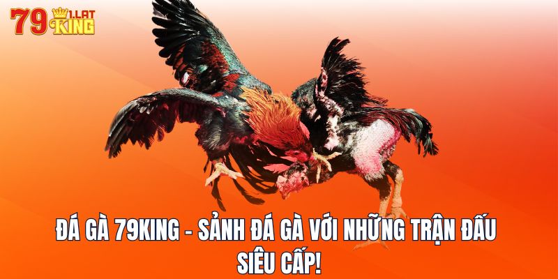 Đá Gà 79KING - Sảnh Đá Gà Với Những Trận Đấu Siêu Cấp!